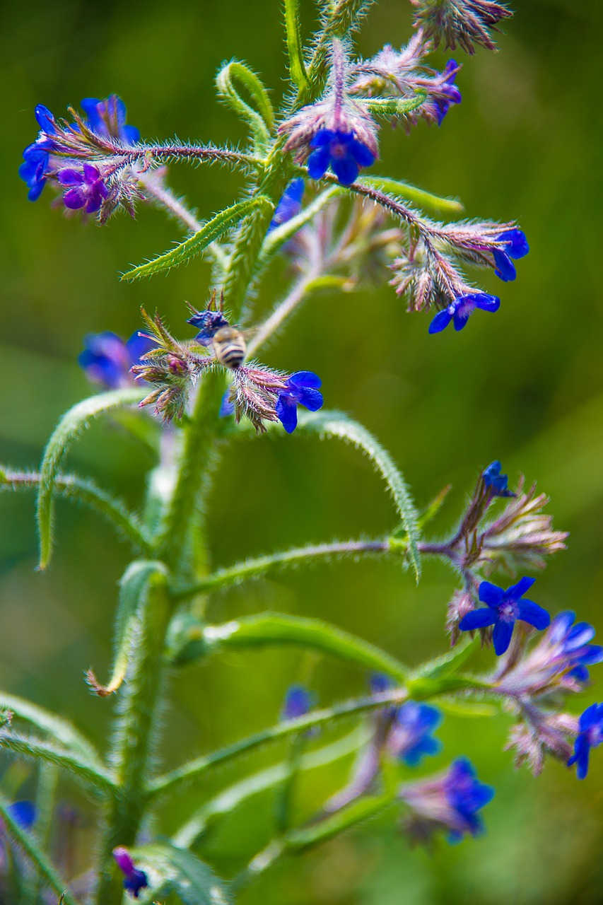 colored with alkanet tinctoria flower root