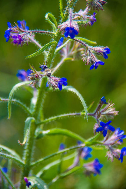 colored with alkanet tinctoria flower root